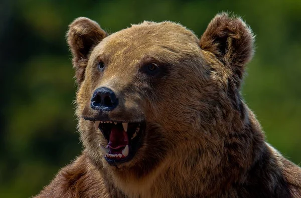 Eine Nahaufnahme Mit Dem Kopf Eines Aggressiven Bären Wild Erwachsen — Stockfoto