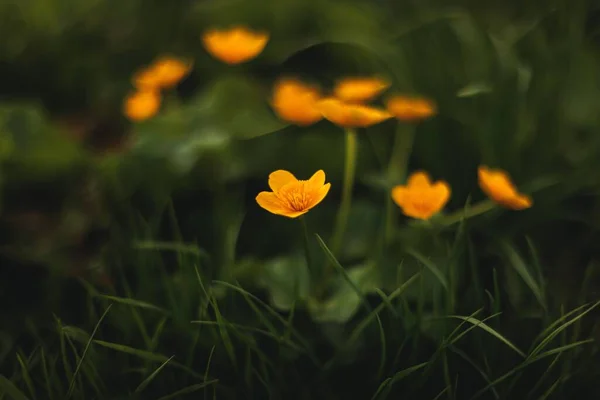 Селективный Фокус Желтых Лютиков Растущих Зеленом Поле — стоковое фото
