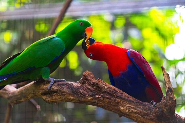 Primer Plano Dos Loros Colores Encaramados Una Rama Madera Zoológico —  Fotos de Stock