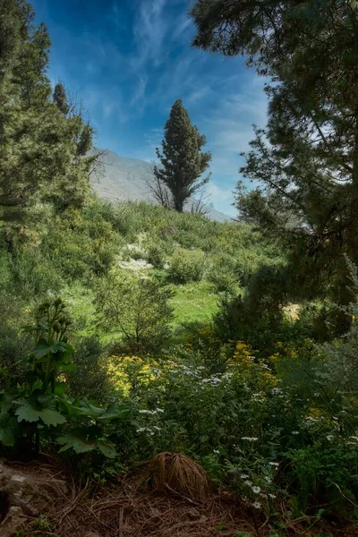 Paysage Sommet Gran Canaria Îles Canaries Espagne — Photo