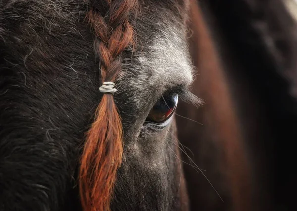 馬の茶色の目と額の組紐の驚くべきクローズアップショット — ストック写真