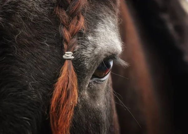 Asombroso Primer Plano Del Ojo Marrón Del Caballo Una Trenza — Foto de Stock