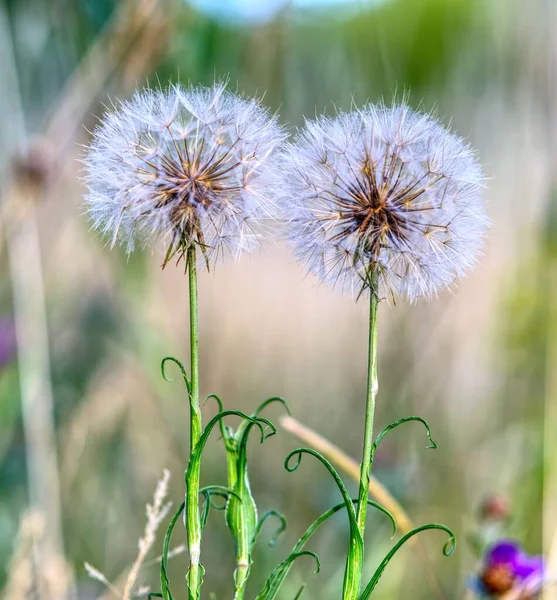 Een Close Shot Van Paardebloemen Bloeien Tuin — Stockfoto