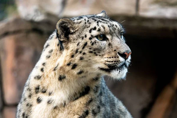 Retrato Leopardo Nieve Panthera Uncia Mirando Lado — Foto de Stock