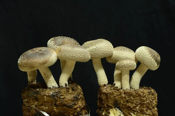 Karanlık bir arka planda büyüyen bir grup mantarın yakın çekimi.