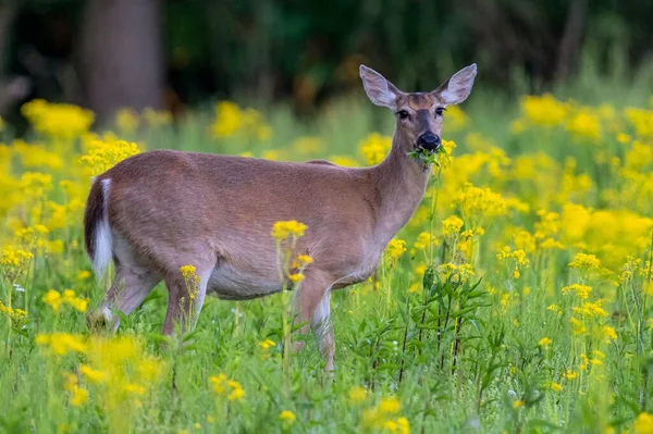 Close Cervos Bonitos Comendo Flores Silvestres Amarelas Campo — Fotografia de Stock