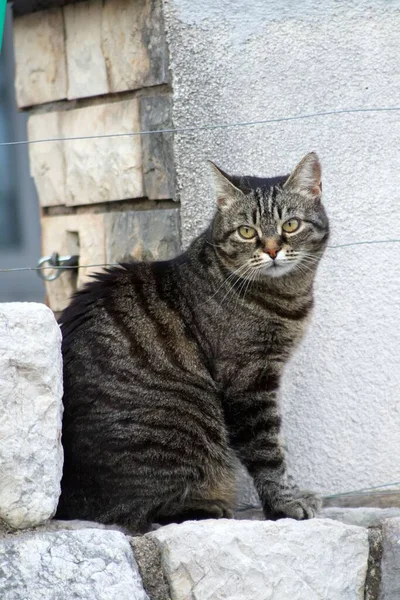 Vertikal Bild Vacker Tabby Katt Sitter Ett Hörn Byggnad — Stockfoto