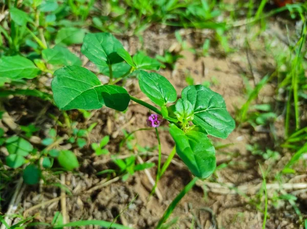Beautiful Shot Punarnava Ayurvedic Medicine Plants Flowers — Stock Photo, Image