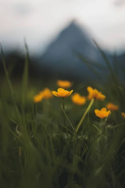 Mise Point Sélective Une Fleur Sauvage Jaune Fleurs Dans Herbe — Photo