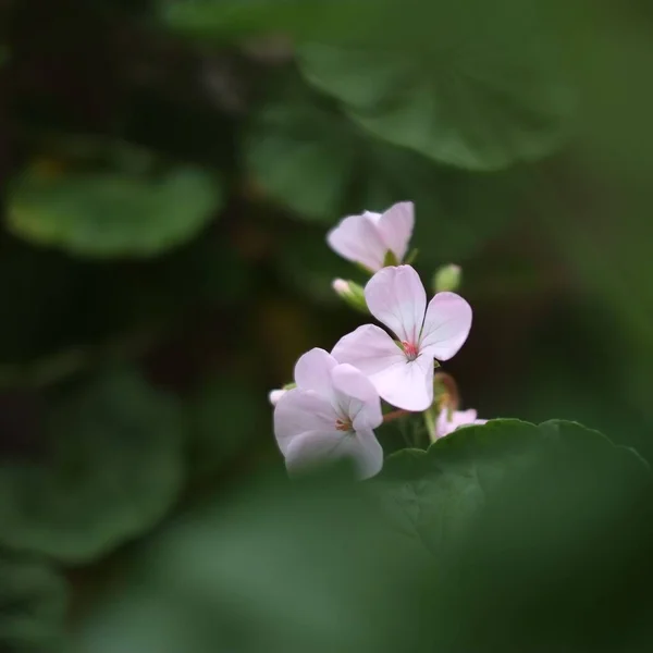 Selective Focus Pink Geranium Flowers Blurred Green Background — Stock Photo, Image
