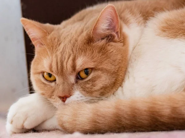 Retrato Gato Gengibre Adorável Com Olhos Amarelos Deitados Tapete — Fotografia de Stock