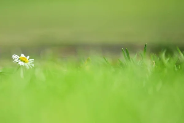 Een Enkele Kamille Groeit Een Weiland Het Midden Van Een — Stockfoto