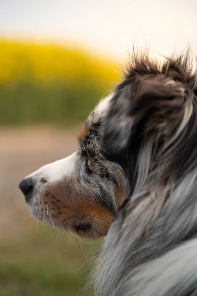 Het Portret Van Australische Herder Ras Hond Het Veld Verticaal — Stockfoto