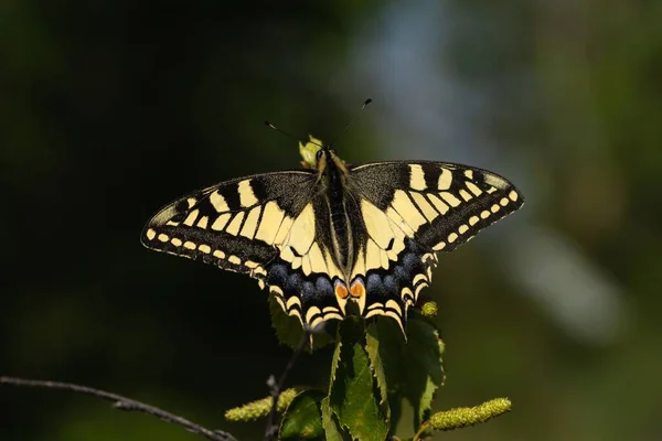 Macro Shot Swallowtail Butterfly Plant Leaf Garden — Stock Photo, Image