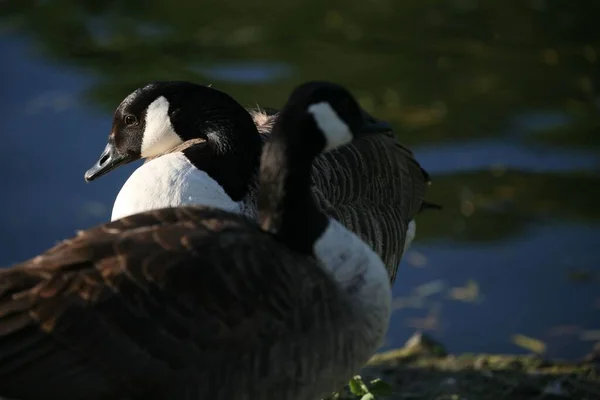 해안에 마리의 캐나다 기러기 Branta Canadensis — 스톡 사진