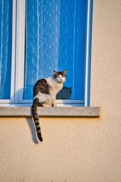 Eine Süße Katze Auf Der Fensterbank — Stockfoto