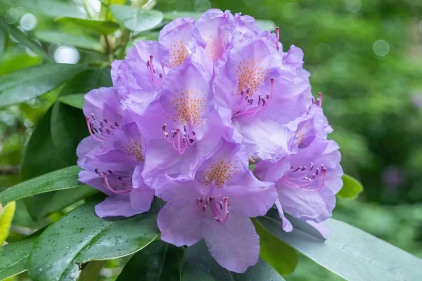 Una Delicada Flor Grandiflorum Híbrida Rododendro Púrpura Con Fondo Verde —  Fotos de Stock