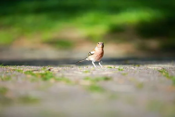 Selektivní Ostření Výstřel Běžné Pěnkavy Okrajové Kostry Zemi — Stock fotografie