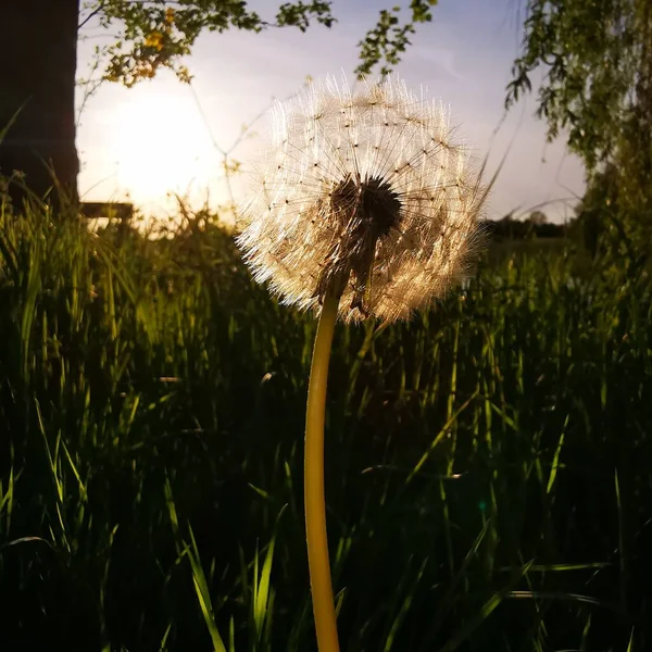 Ein Flauschiger Löwenzahn Sonnenlicht Des Waldes — Stockfoto