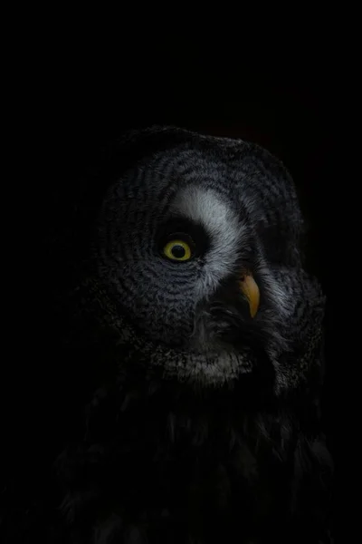 暗闇の中で大きな灰色のフクロウの顔 — ストック写真