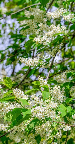 春に白い花を咲かせる鳥桜の垂直ショット — ストック写真