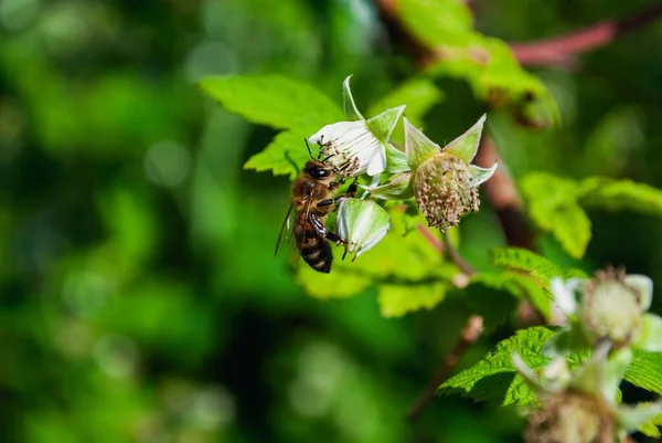 Bee Sitter Hallon Blomma Trädgården Närbild — Stockfoto