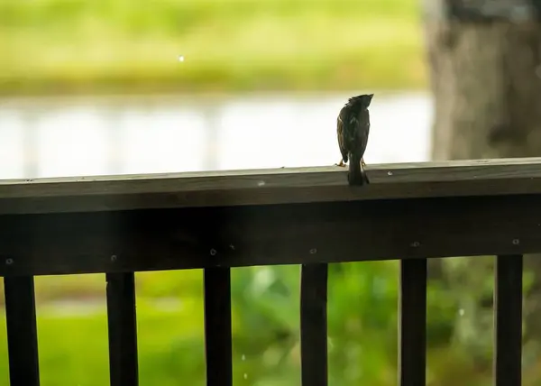 一只麻雀坐在木栅栏上 — 图库照片