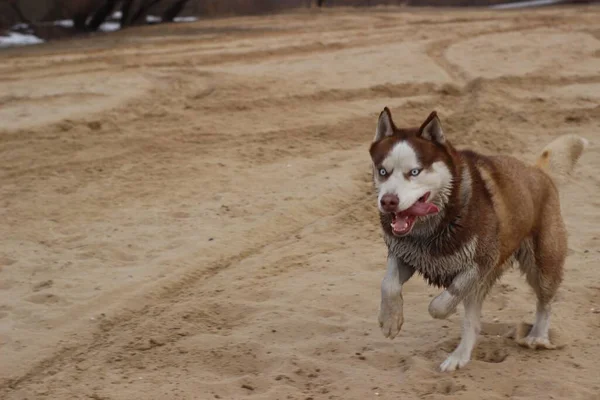 Игривый Сибирский Хаски Бегает Песку — стоковое фото