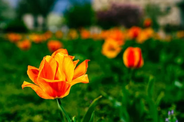 Közelkép Szelektív Összpontosítani Egy Narancssárga Tulipán Területen — Stock Fotó