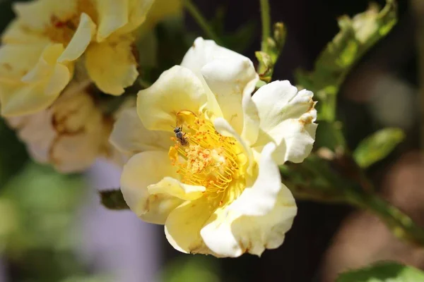 Μια Επιλεκτική Φωτογραφία Μιας Μύγας Ένα Κίτρινο Τριαντάφυλλο — Φωτογραφία Αρχείου