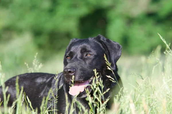 Selektywne Skupienie Czarnego Labradora Retrievera Stojącego Trawie — Zdjęcie stockowe