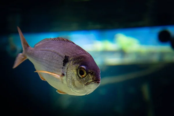 Närbild Fisk Med Argt Roligt Ansikte Akvarium — Stockfoto