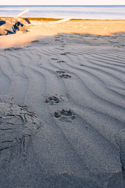 ビーチの砂の上のペットパウの垂直方向のビュー — ストック写真