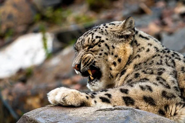 Portrét Sněžného Leoparda Panthera Uncia Ležícího Zívajícího — Stock fotografie