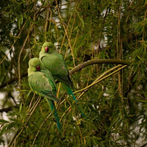两只玫瑰环抱的鹦鹉 Psittacula Kramer 也被称为印度环颈鹦鹉 Indian Ringneck Parrot — 图库照片