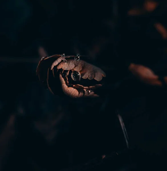 Kahverengi Yaprakların Üzerindeki Küçük Damlacıklarının Yakın Plan Çekimi — Stok fotoğraf