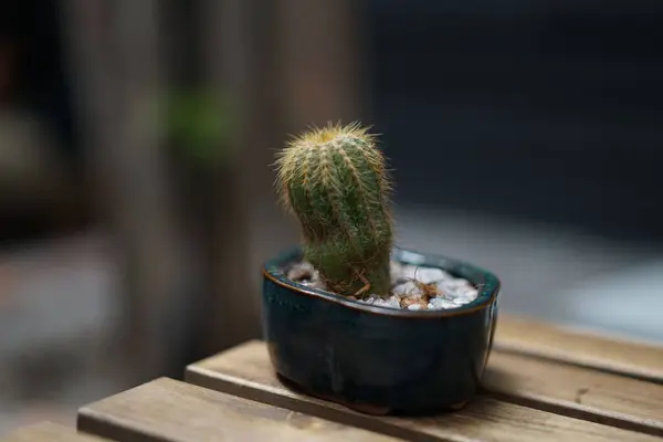 Gros Plan Minuscule Cactus Sur Table — Photo