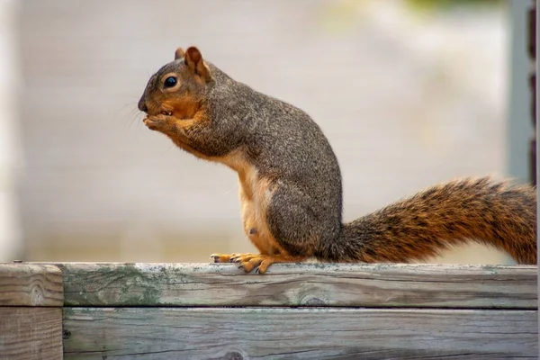Eine Nahaufnahme Eines Eichhörnchens Auf Hölzerner Oberfläche — Stockfoto
