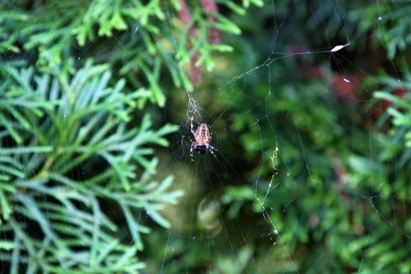 Macro Araignée Sur Une Toile Dans Forêt — Photo