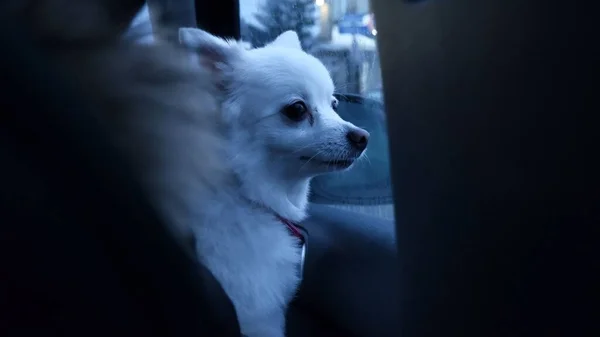 Beyaz Bir Pomeranya Köpeği Arabanın Camından Dışarı Bakıyor — Stok fotoğraf