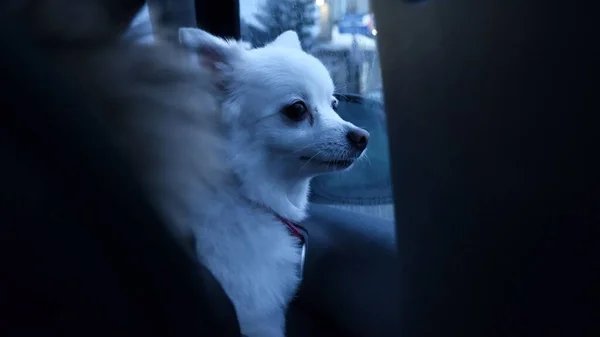 Chien Poméranien Blanc Regardant Par Fenêtre Une Voiture — Photo