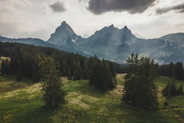 Een Prachtig Uitzicht Een Bos Met Bergen Achtergrond — Stockfoto