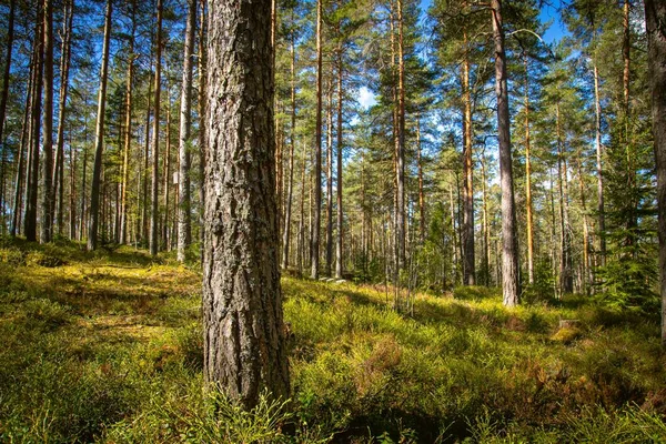 Une Vue Une Écorce Pin Dans Une Forêt Avec Arbres — Photo