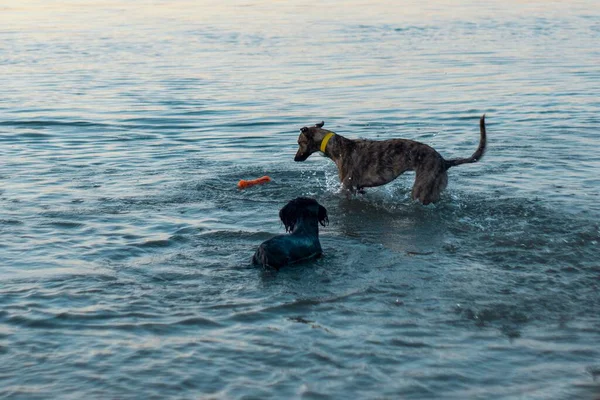 两只狗在海里玩耍 — 图库照片