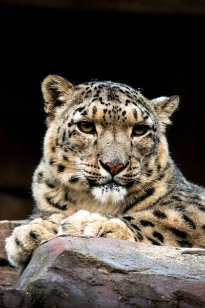 Retrato Leopardo Nieve Panthera Uncia Mirando Lado — Foto de Stock