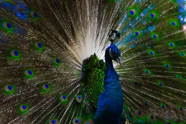 Belo Pavão Com Uma Cabeça Azul Uma Cauda Colorida Parque — Fotografia de Stock