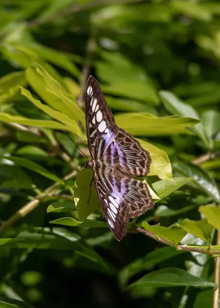 蝴蝶坐在树叶上的一个垂直的特写镜头 — 图库照片