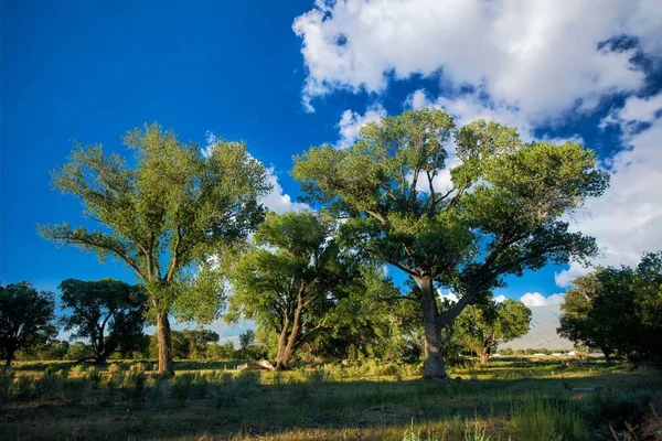 Groene Bomen Een Grazig Veld Tegen Een Bewolkte Lucht — Stockfoto