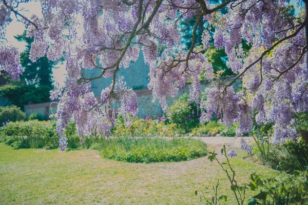 Splendido Albero Glicine Cinese Fiore Nel Parco Primaverile — Foto Stock