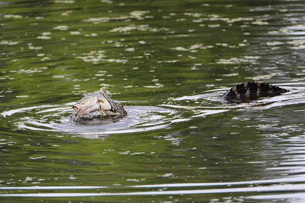 Coccodrillo Spaventoso Nel Lago Caccia Pesce — Foto Stock